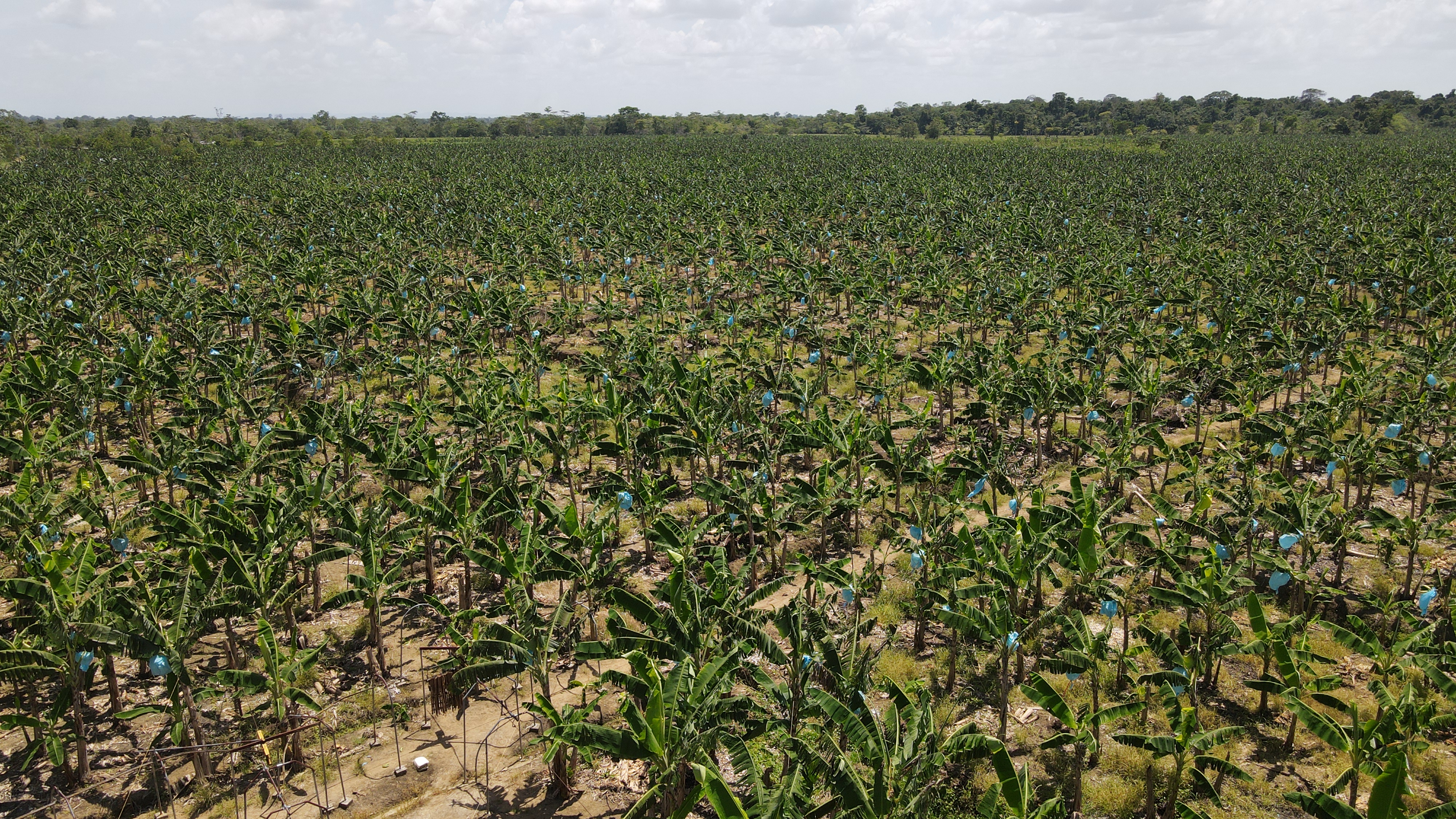 Vista aérea del cultivo de plátano Agricoce