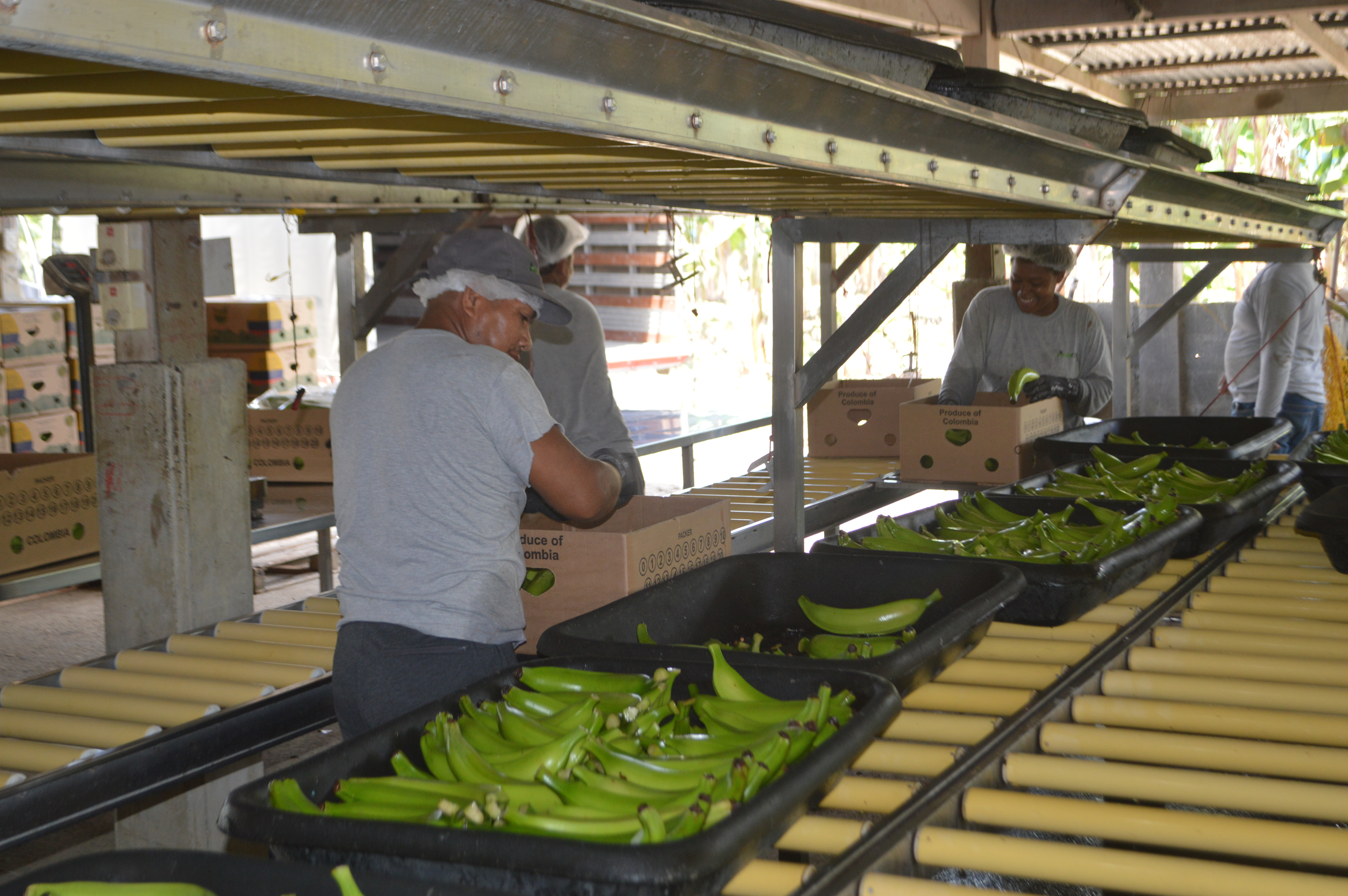 Cultivo de plátano hartón