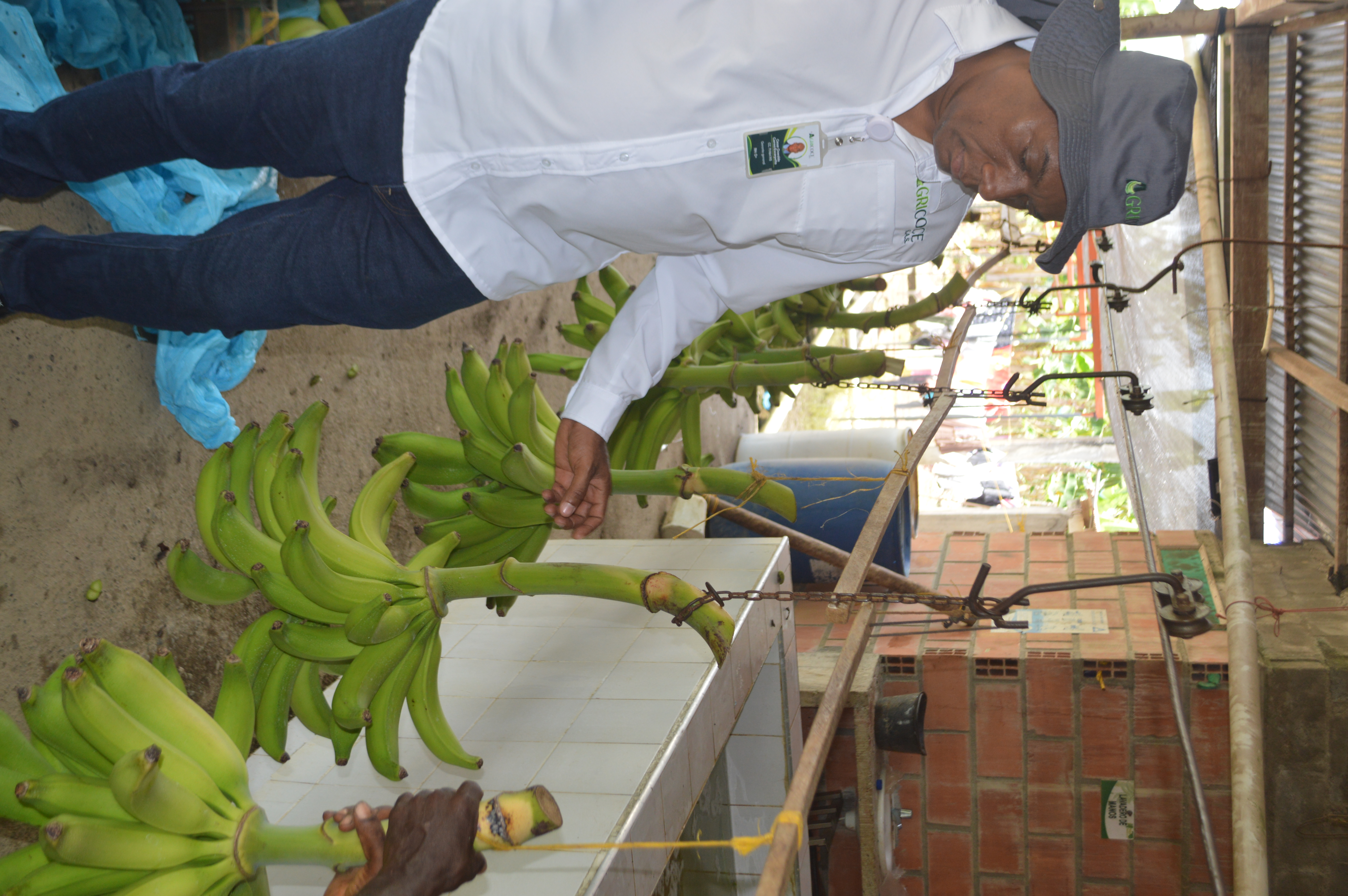 Fruta de exportación