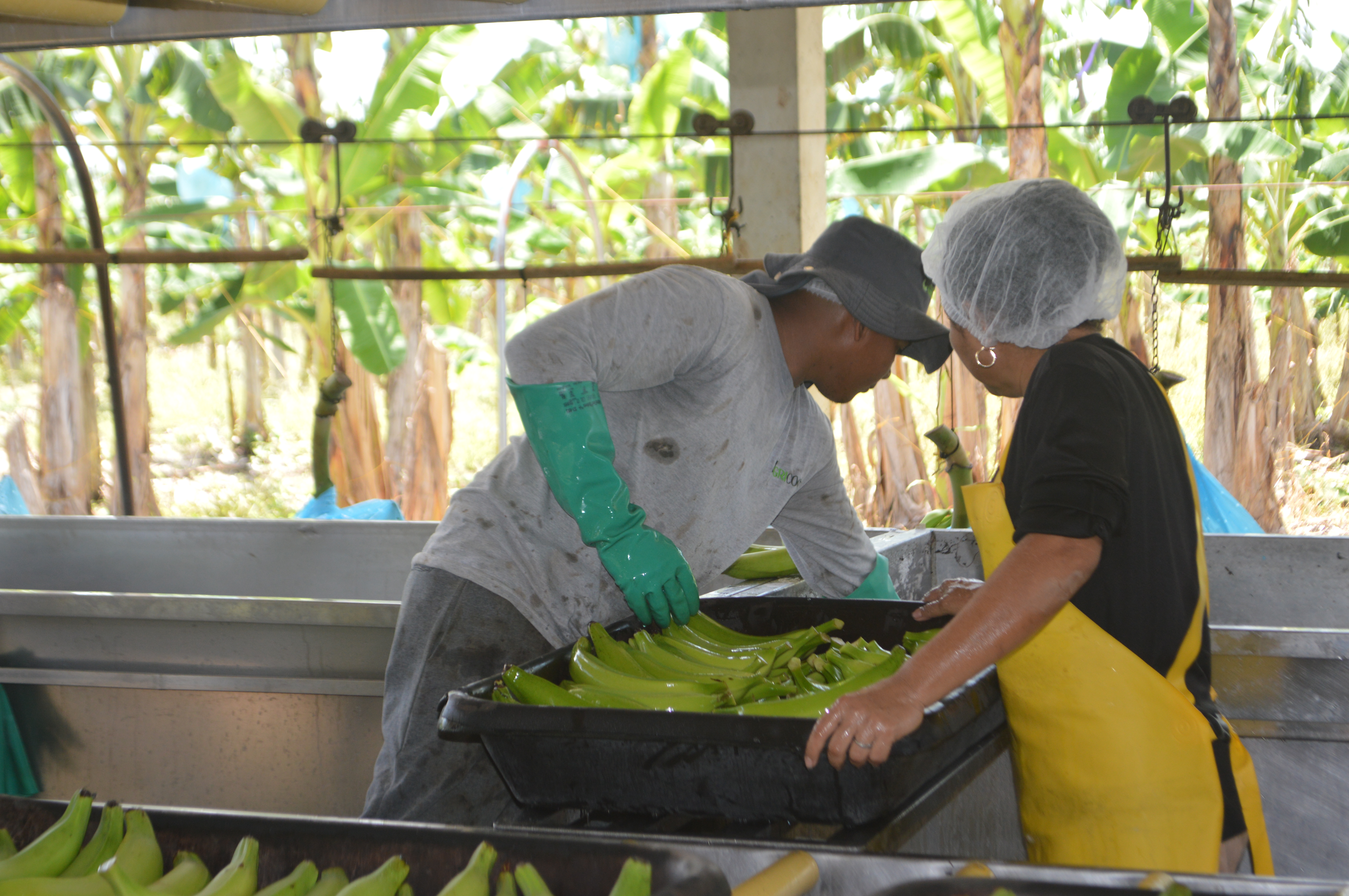 Empaque de exportación