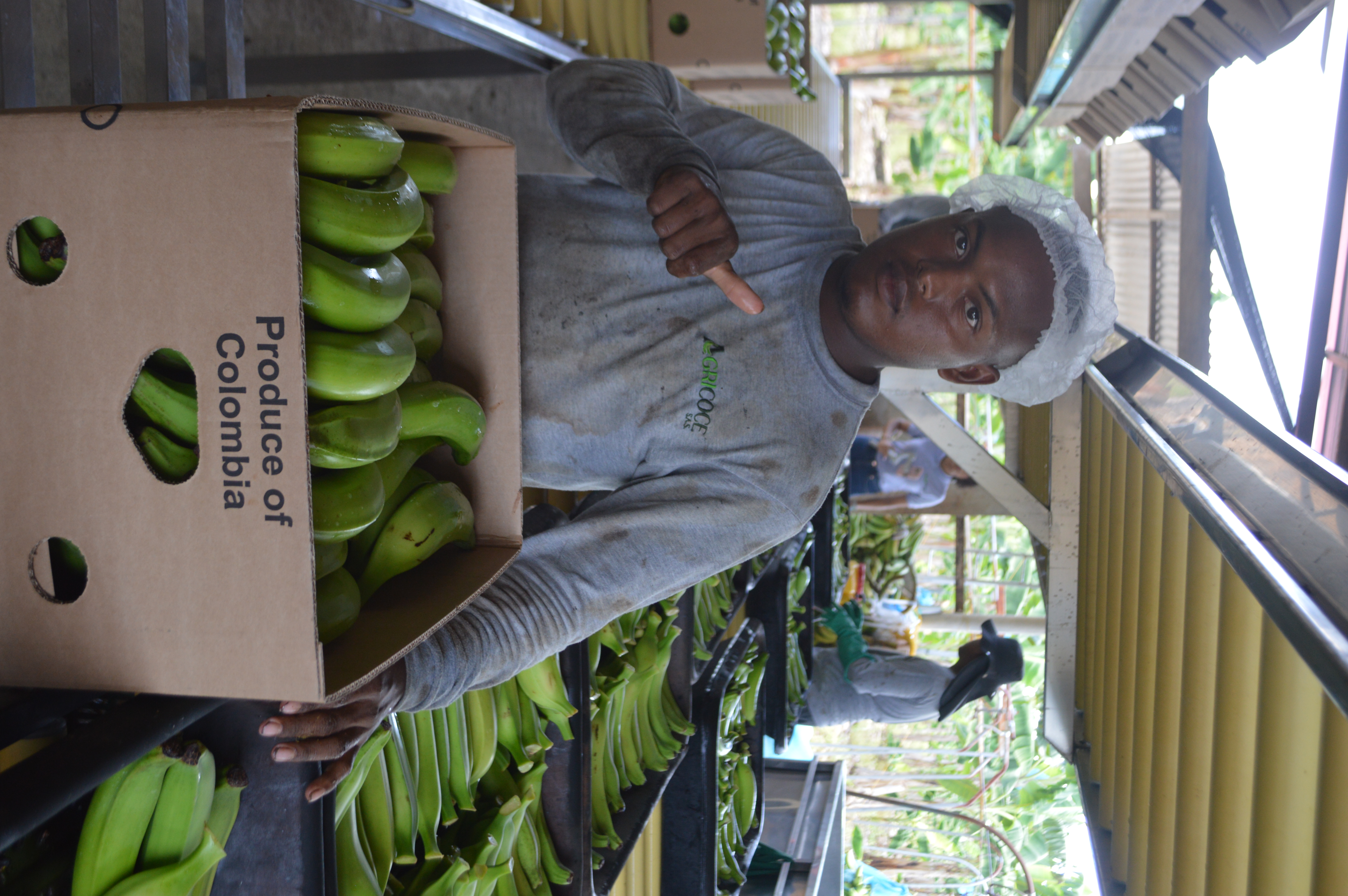 Plantación Agricoce en Riosucio, Chocó