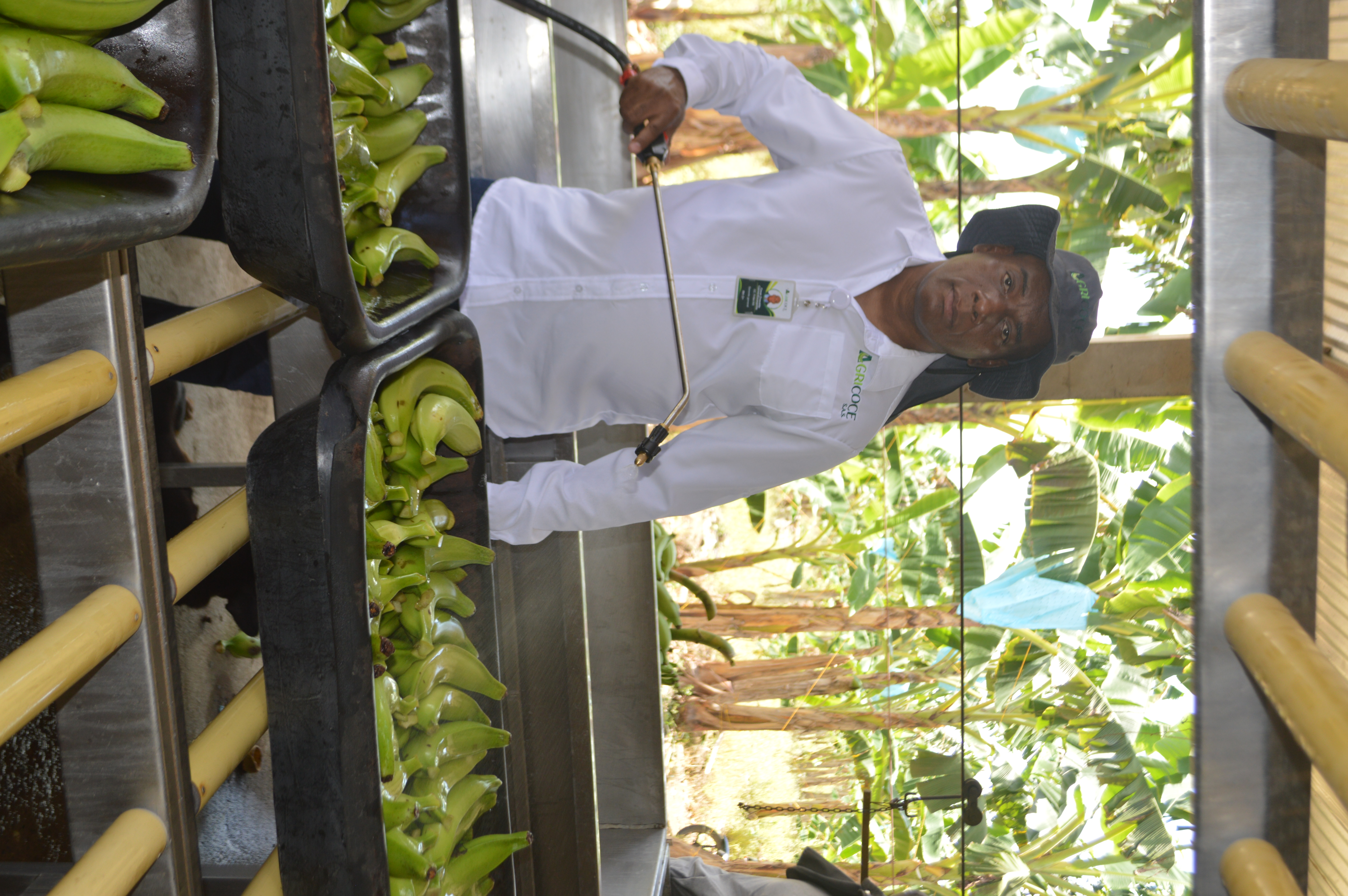 Control de calidad en planta de empaque