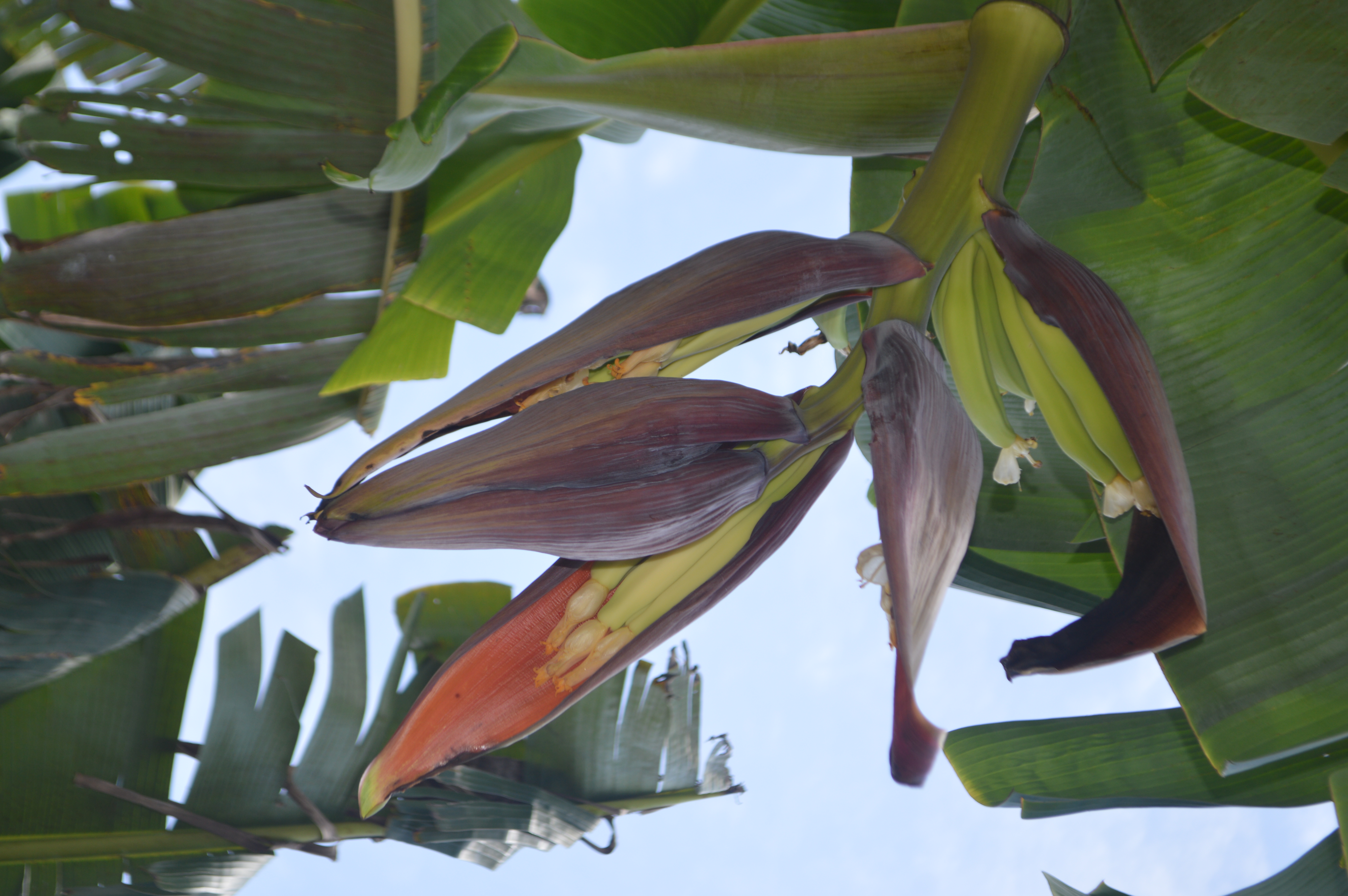 Trabajadores en finca Agricoce